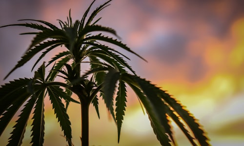 legalization marijuana facts