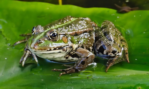 levitating frog facts