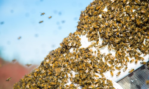 locust swarm facts