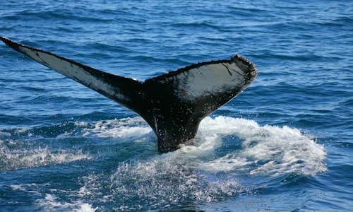 loneliest whale facts
