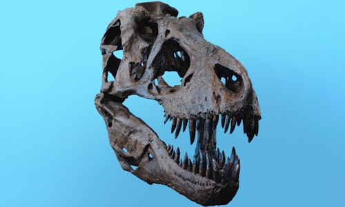 lower jaw facts