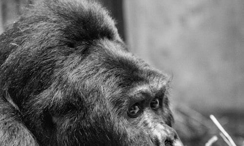 lowland gorilla facts