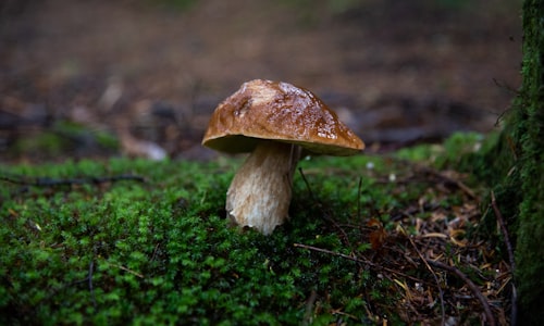 magic mushroom facts