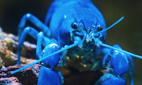 marbled crayfish facts