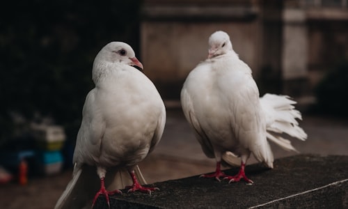 messenger pigeons facts