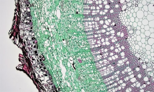 microscopic mites facts