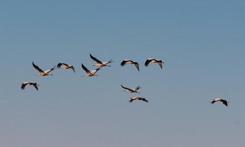 migratory birds facts
