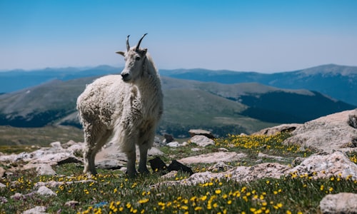 mountain goats facts