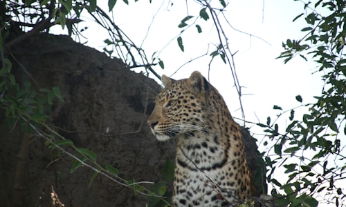 northern leopard facts