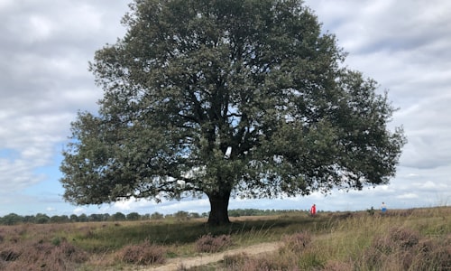 oak tree facts