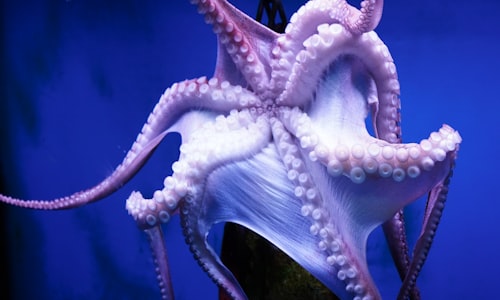octopus wrestling facts
