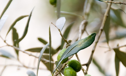 olive salad facts