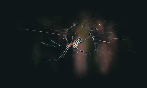 orb weaver facts