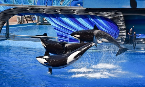 orcas killer facts