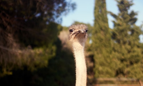 ostrich legs facts