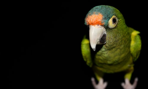 parrots hawks facts
