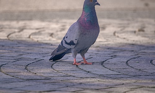 passenger pigeon facts
