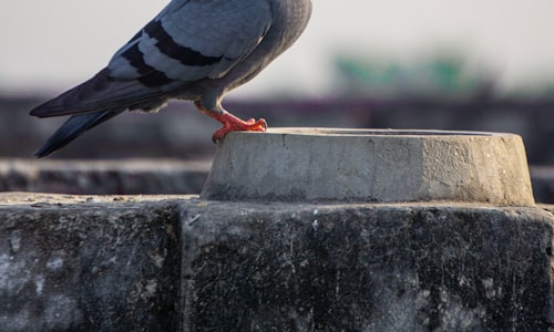 passenger pigeons facts