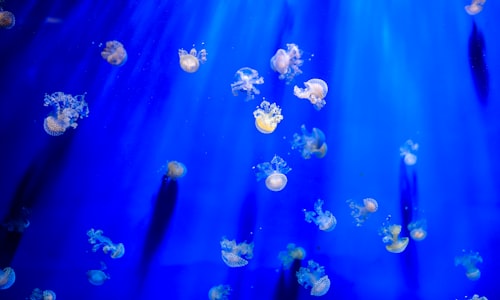 peeing jellyfish facts