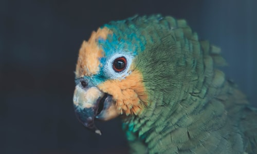 pet parrot facts