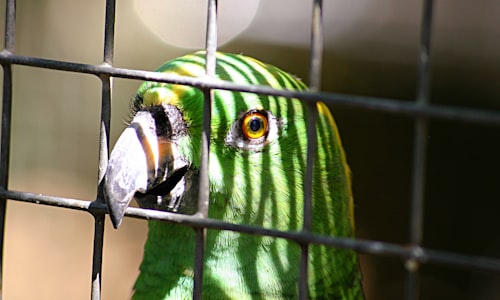 pet parrots facts