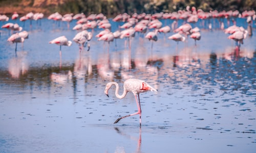 pink flamingos facts