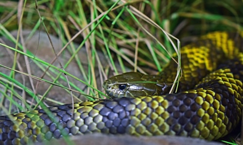 poisonous snakes facts