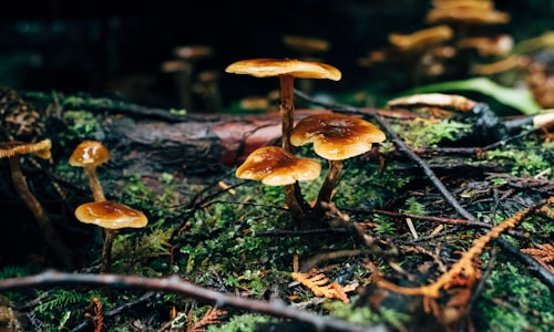 portobello mushrooms facts