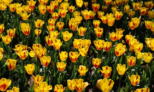 price tulips facts