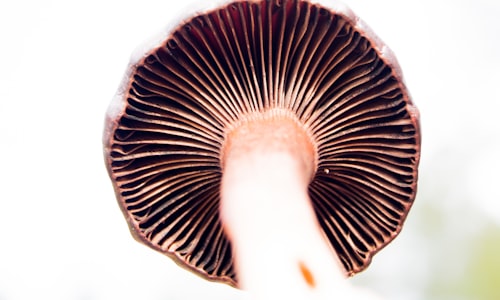 psychedelic mushrooms facts