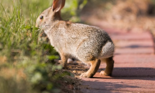rabbit hash facts