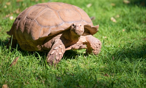 recordings tortoise facts