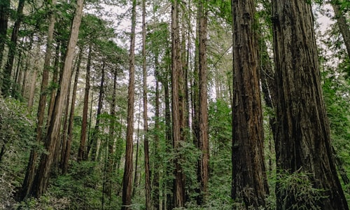 redwood trees facts