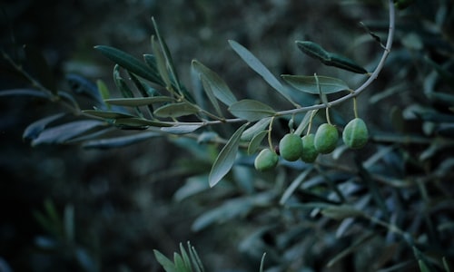 removing olive facts