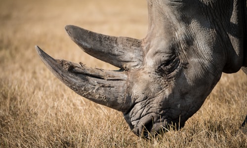 rhino horn facts