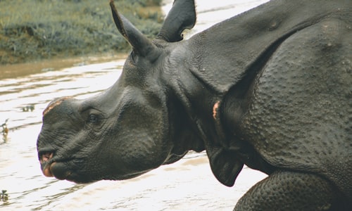 rhino horns facts