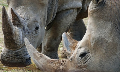 rhinos left facts