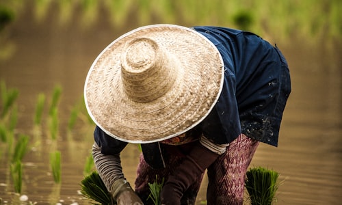 rice farming facts