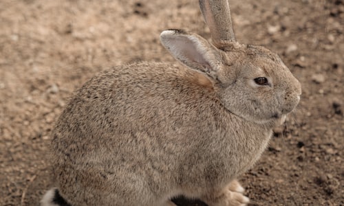 roger rabbit facts