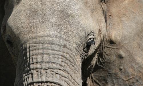 rogue elephant facts