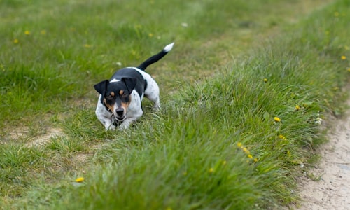 russell terrier facts