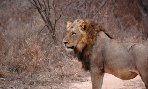 scar lion facts
