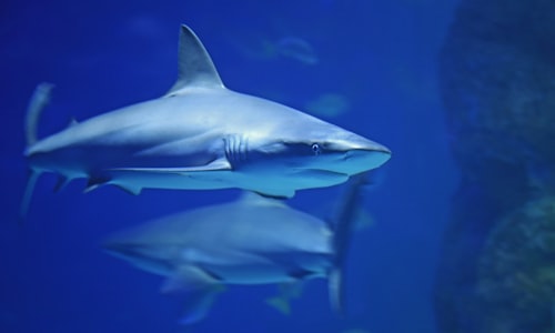 shark attacks facts