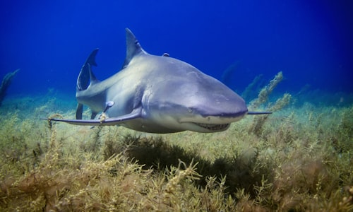 shark fins facts