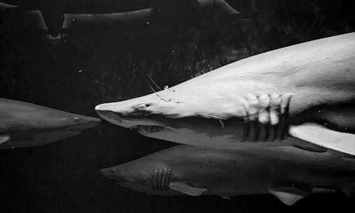 shark tank facts