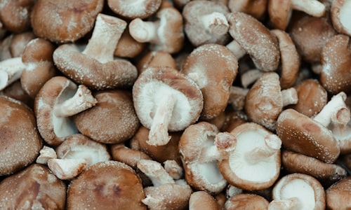 shiitake mushrooms facts