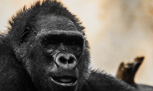 silverback gorilla facts