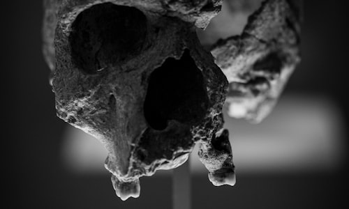 skull fragment facts