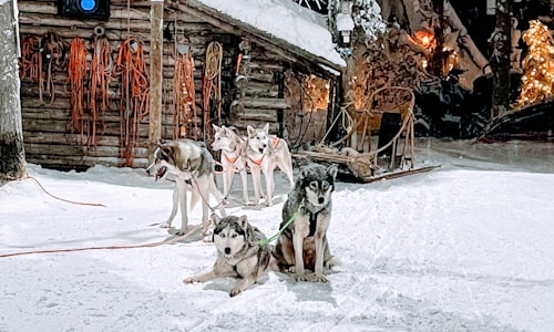 sled dogs facts