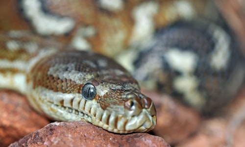 snake bites facts